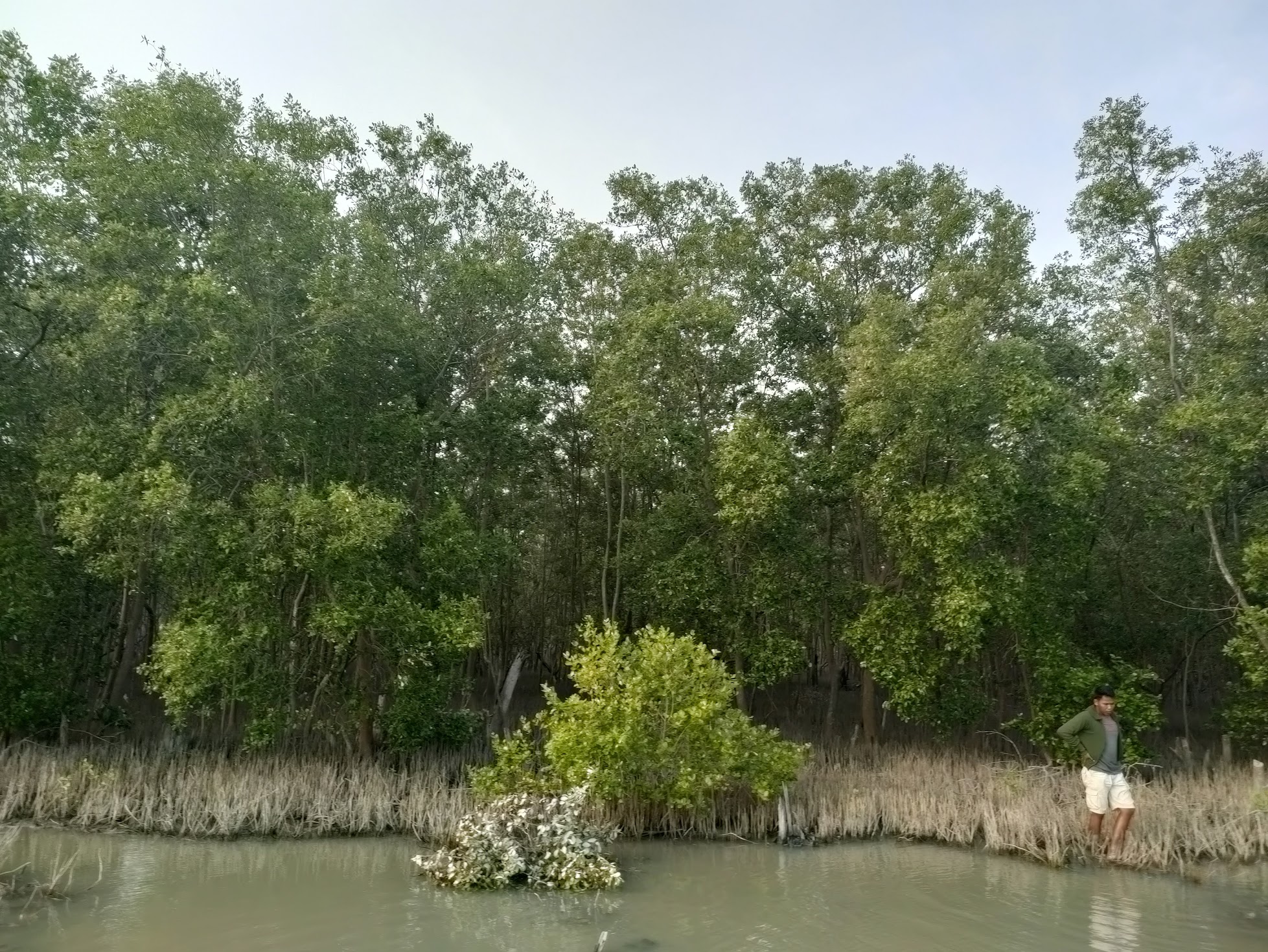 Ekosistem Mangrove