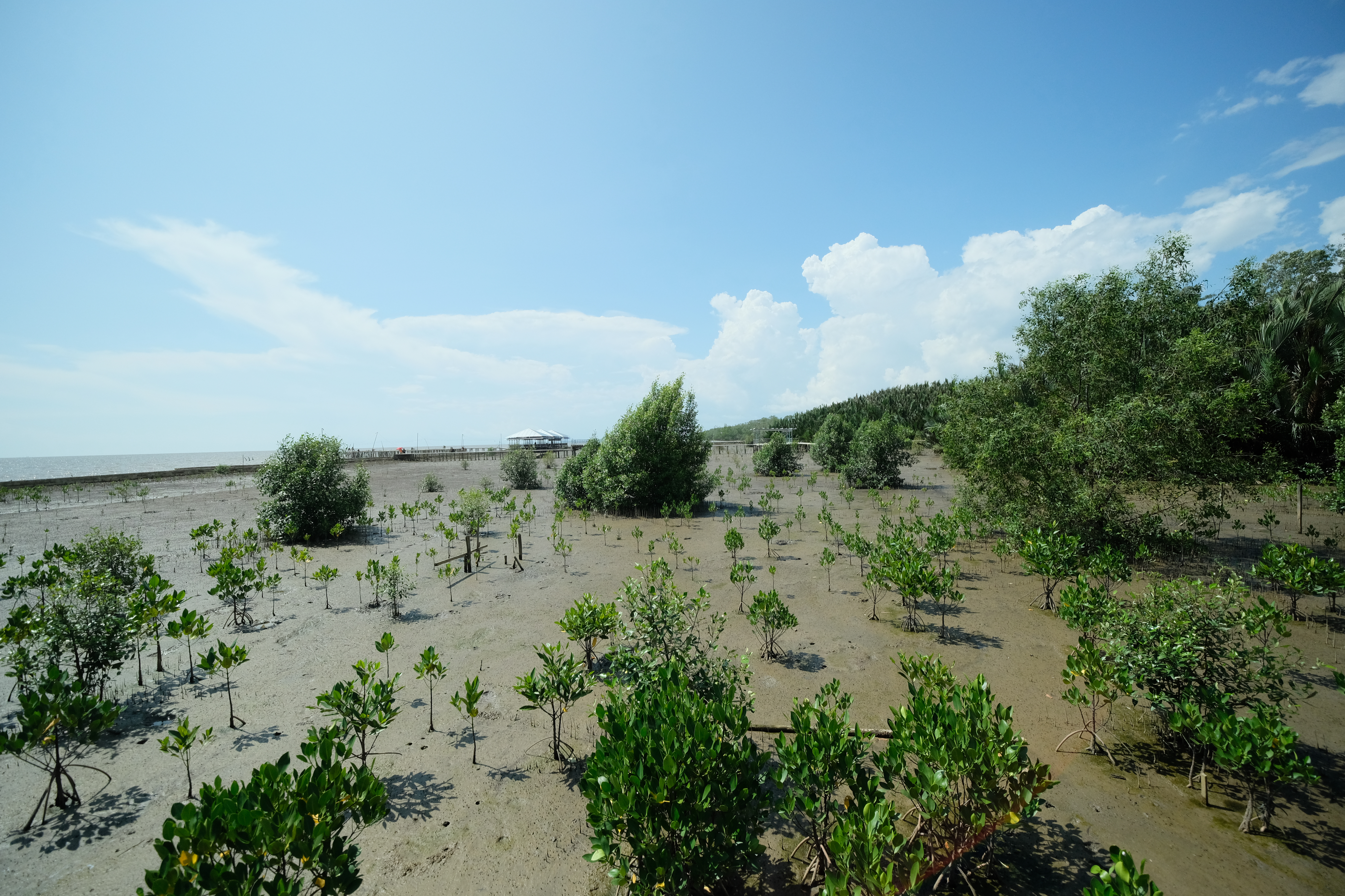 Pemulihan Ekosistem Mangrove