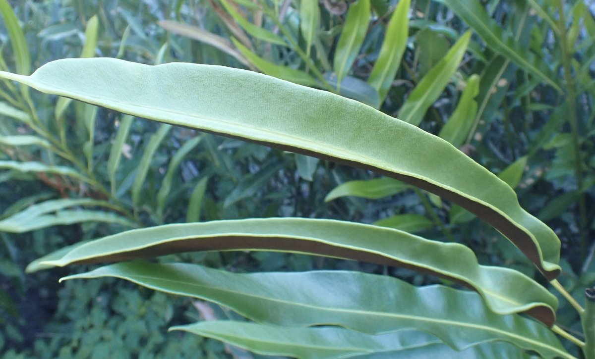 Acrostichum speciosum 2