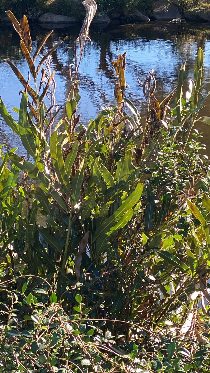 Acrostichum speciosum
