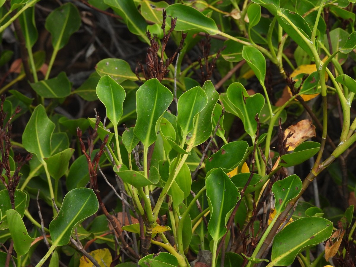 Aegialitis annulata 2
