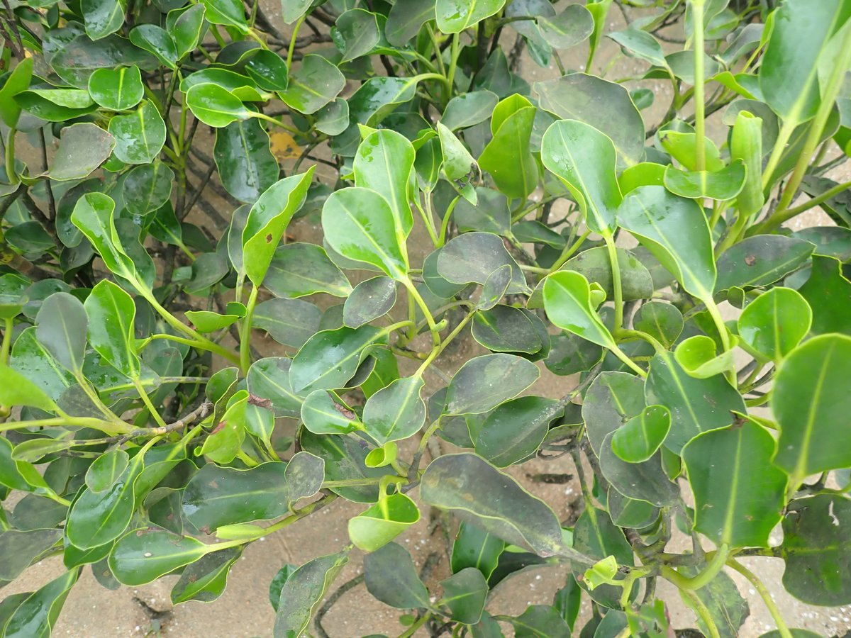 Aegialitis annulata
