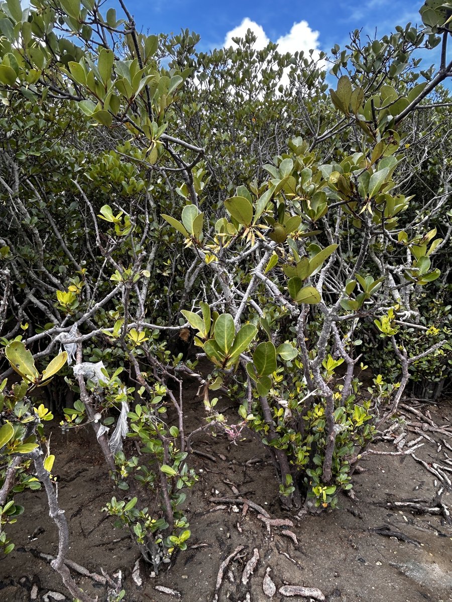Aegiceras corniculatum 3