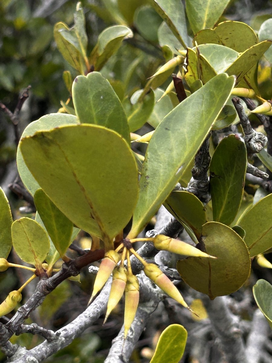 Aegiceras corniculatum 2