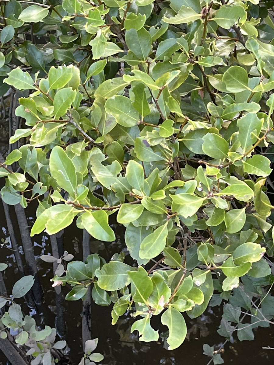 Aegiceras corniculatum