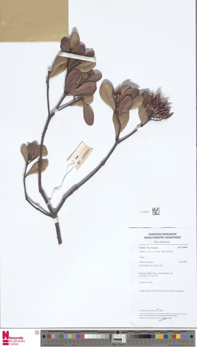 Aegiceras floridum 3