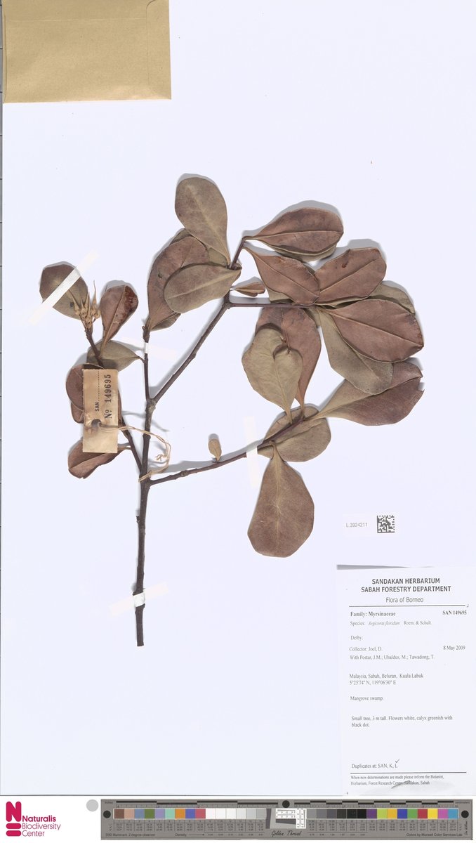Aegiceras floridum 2