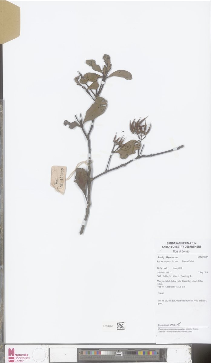 Aegiceras floridum