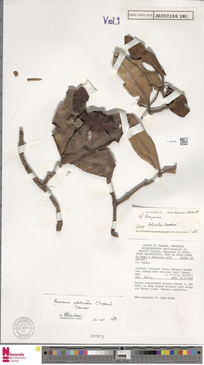 Amyema anisomeres 3