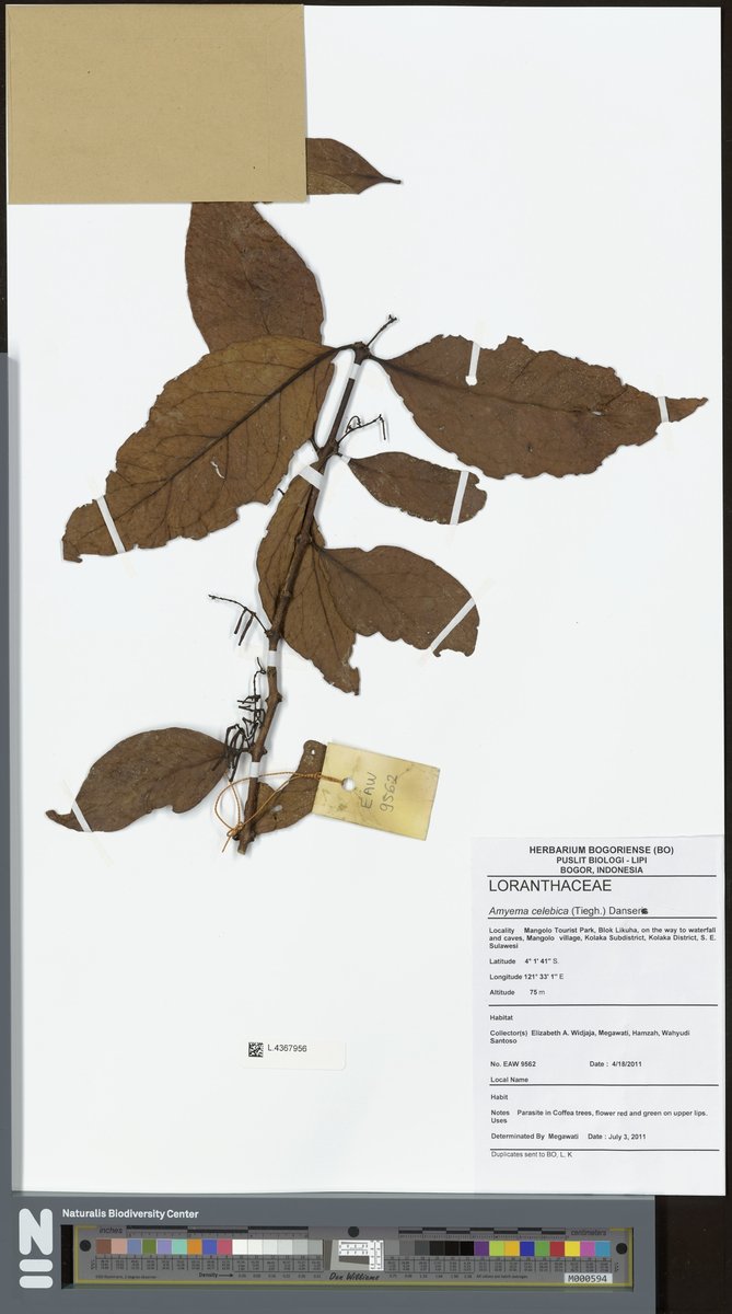 Amyema anisomeres 2