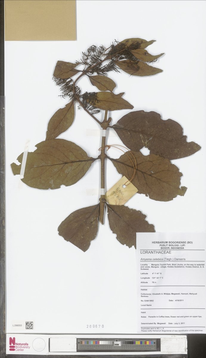 Amyema anisomeres