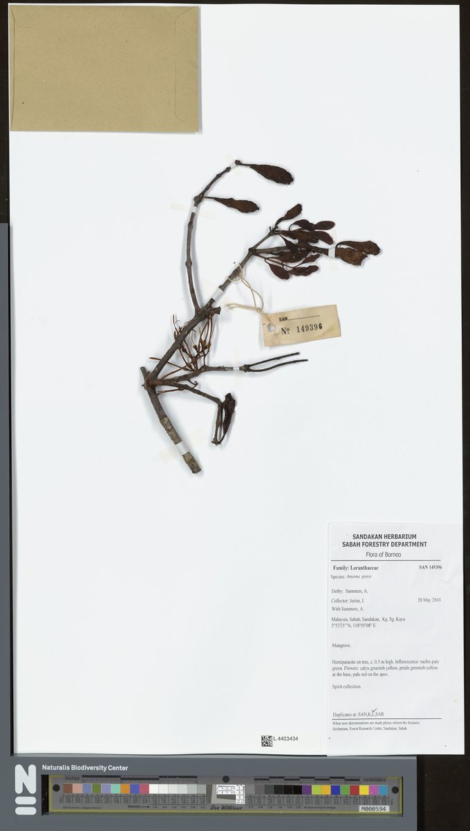 Amyema gravis